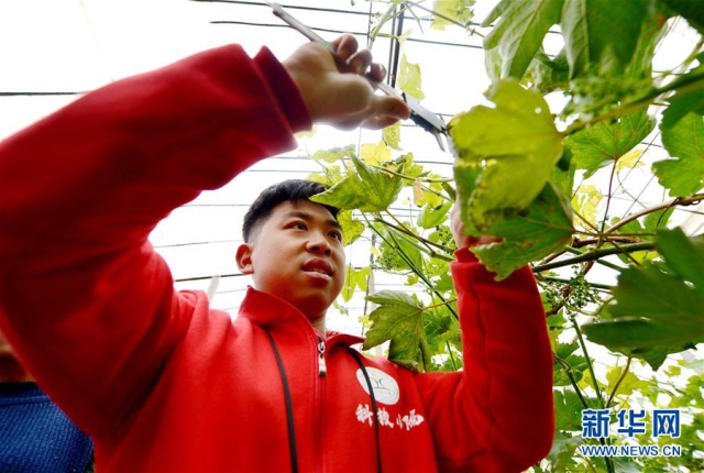 （新華全媒頭條·愛國情 奮斗者·圖文互動）（1）把論文寫在祖國的大地上——中國農(nóng)業(yè)大學(xué)46年扎根河北曲周服務(wù)鄉(xiāng)村振興紀(jì)實(shí)