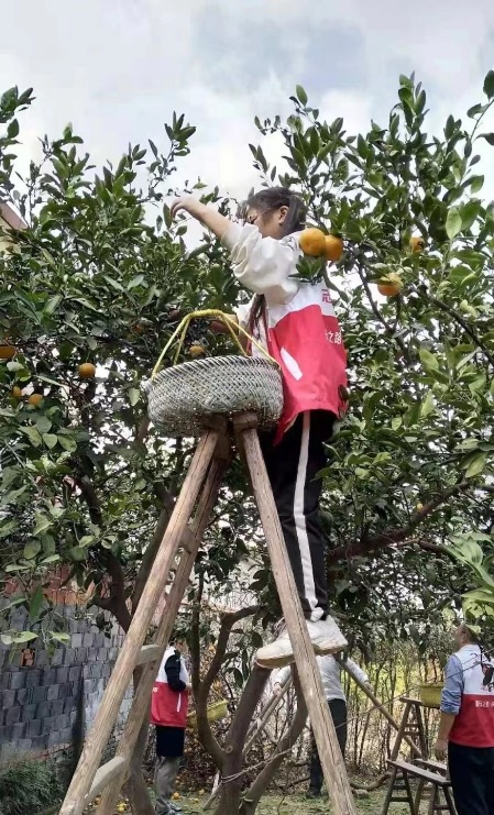 張琳琳參加幫老兵摘桔子志愿活動 學校供圖.jpg