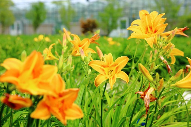 校地攜手讓小小萱草花釋放大能量。學校供圖