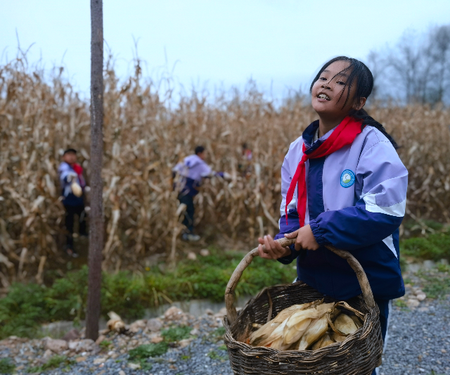 學生分工明確，將玉米運到空地處.jpg